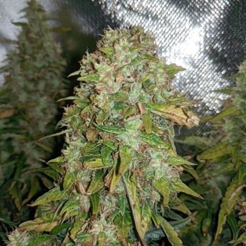 Gorilla Glue growlog timeline photo
