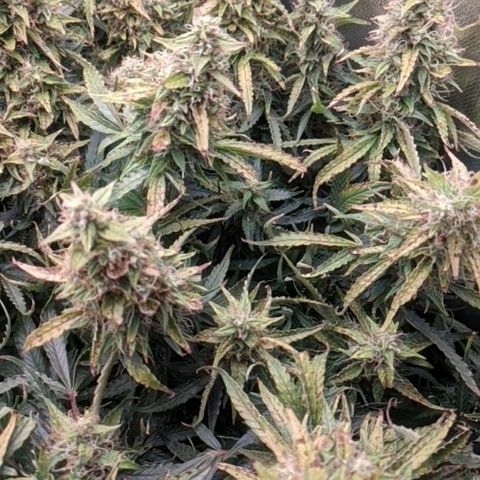 Gorilla Glue growlog timeline photo