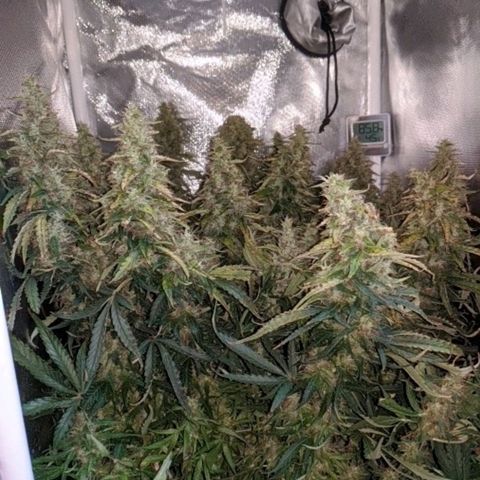 Gorilla Glue growlog timeline photo