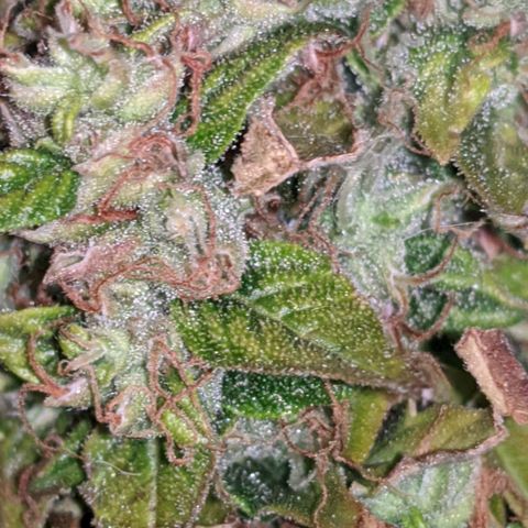 Gorilla Glue growlog timeline photo