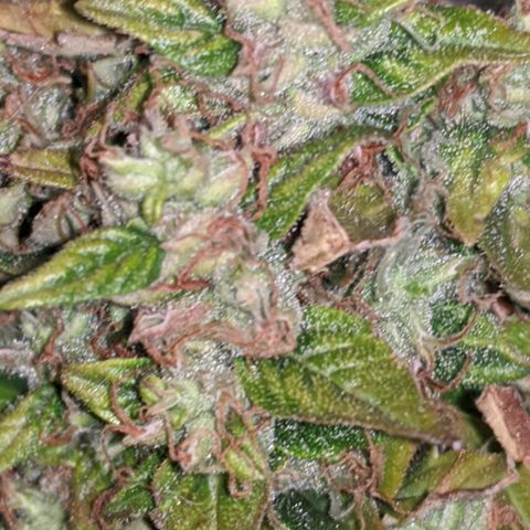 Gorilla Glue growlog timeline photo