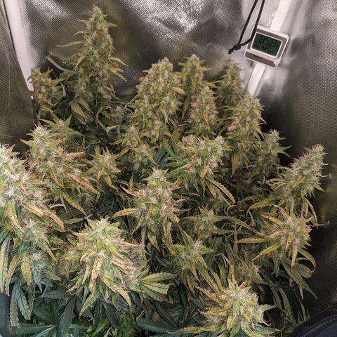 Gorilla Glue growlog timeline photo