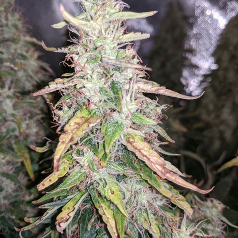Gorilla Glue growlog timeline photo