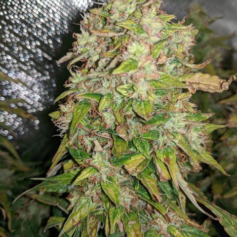 Gorilla Glue growlog timeline photo