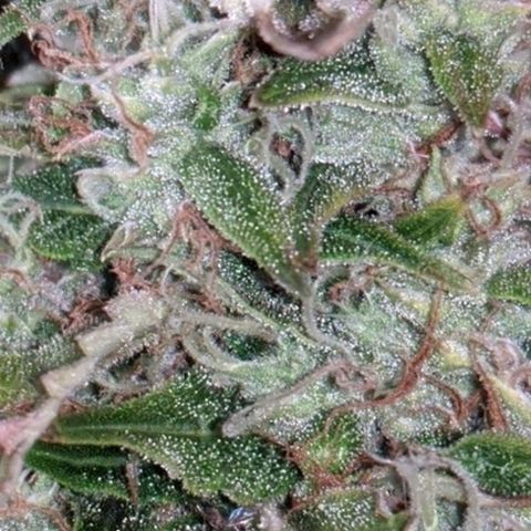 Gorilla Glue growlog timeline photo