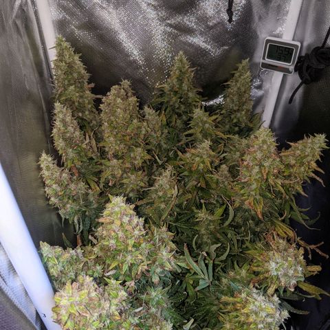 Gorilla Glue growlog timeline photo