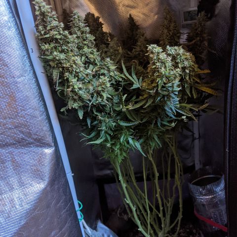 Gorilla Glue growlog timeline photo