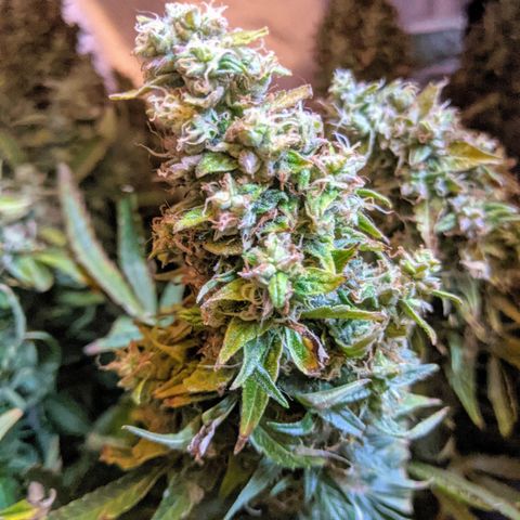 Gorilla Glue growlog timeline photo