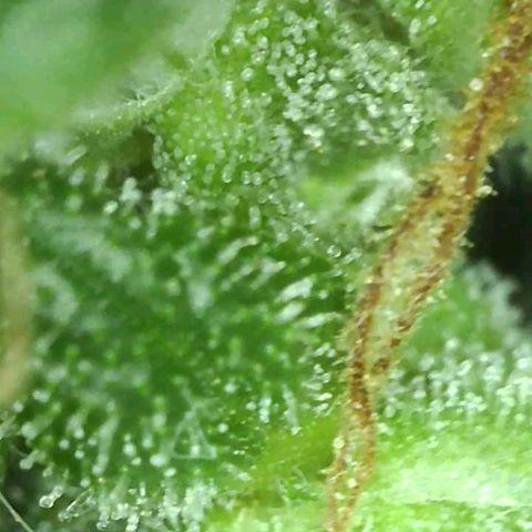 Gorilla Glue growlog timeline photo