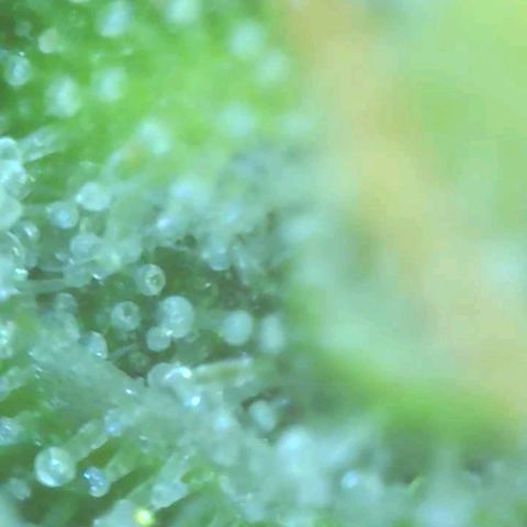 Gorilla Glue growlog timeline photo
