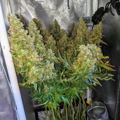 Gorilla Glue growlog timeline photo