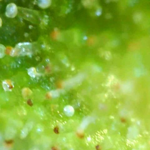 Gorilla Glue growlog timeline photo