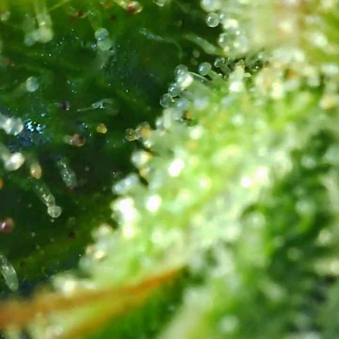 Gorilla Glue growlog timeline photo