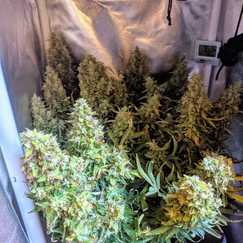 Gorilla Glue growlog timeline photo