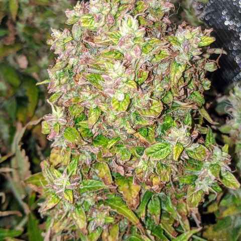 Gorilla Glue growlog timeline photo