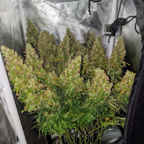 Gorilla Glue growlog timeline photo