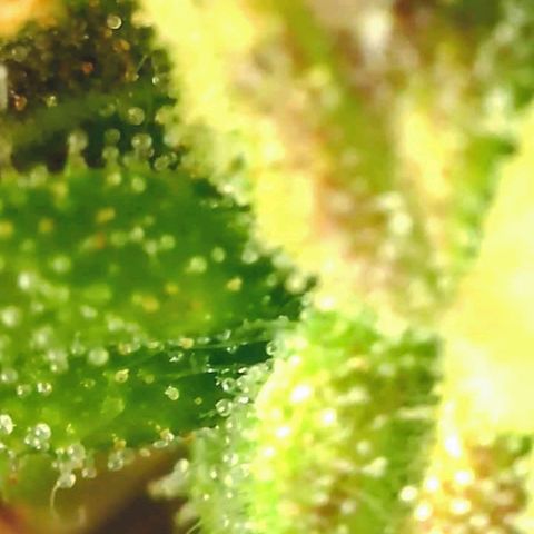 Gorilla Glue growlog timeline photo