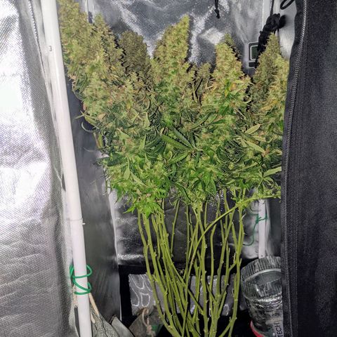 Gorilla Glue growlog timeline photo