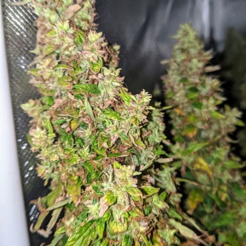 Gorilla Glue growlog timeline photo