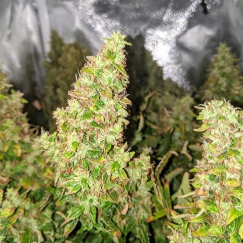 Gorilla Glue growlog timeline photo