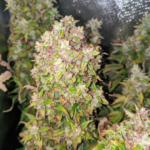 Gorilla Glue growlog timeline photo
