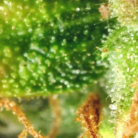 Gorilla Glue growlog timeline photo