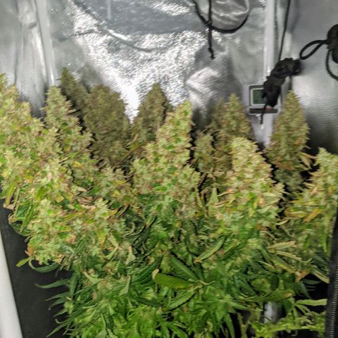 Gorilla Glue growlog timeline photo