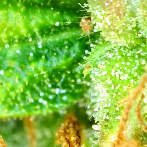 Gorilla Glue growlog timeline photo