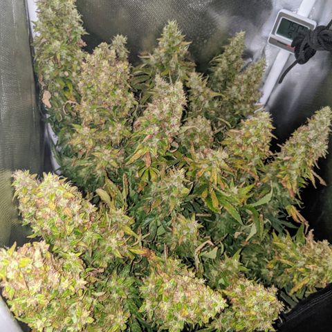 Gorilla Glue growlog timeline photo