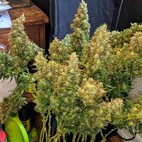 Gorilla Glue growlog timeline photo