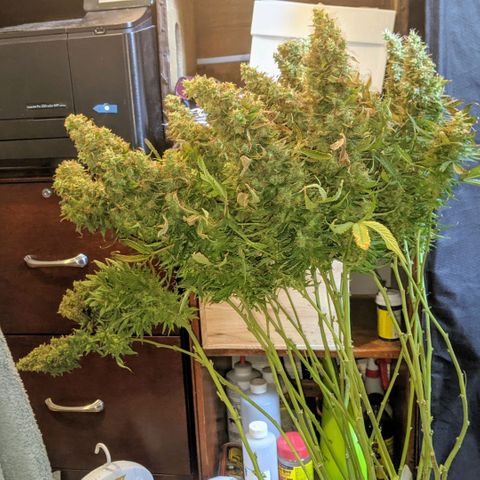 Gorilla Glue growlog timeline photo