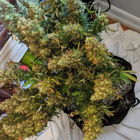 Gorilla Glue growlog timeline photo
