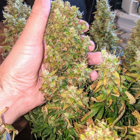 Gorilla Glue growlog timeline photo