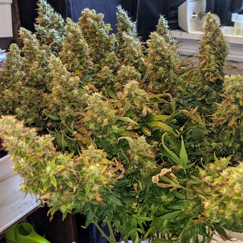 Gorilla Glue growlog timeline photo