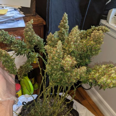 Gorilla Glue growlog timeline photo
