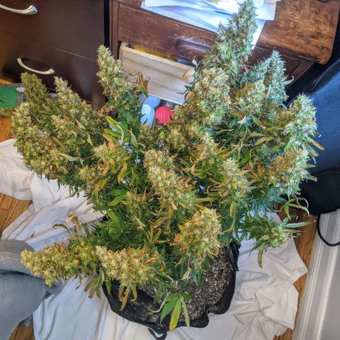 Gorilla Glue growlog timeline photo