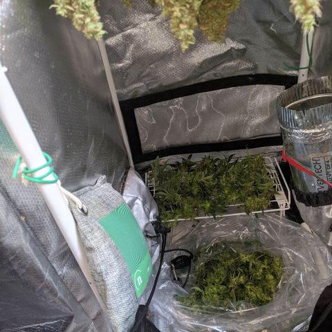 Gorilla Glue growlog timeline photo