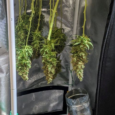 Gorilla Glue growlog timeline photo