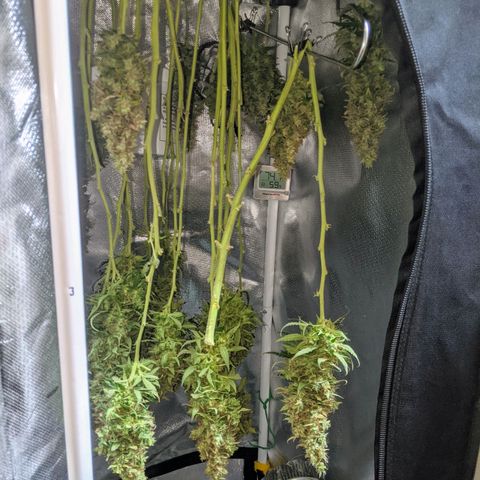 Gorilla Glue growlog timeline photo