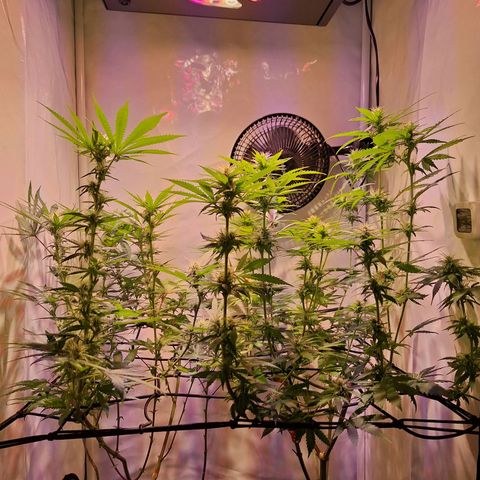 Californian Orange growlog timeline photo