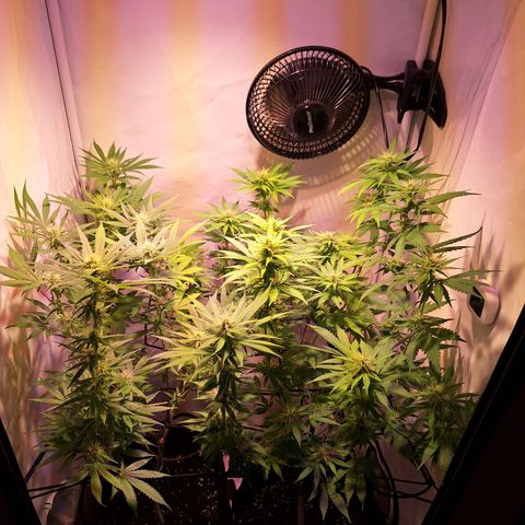 Californian Orange growlog timeline photo