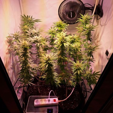 Californian Orange growlog timeline photo