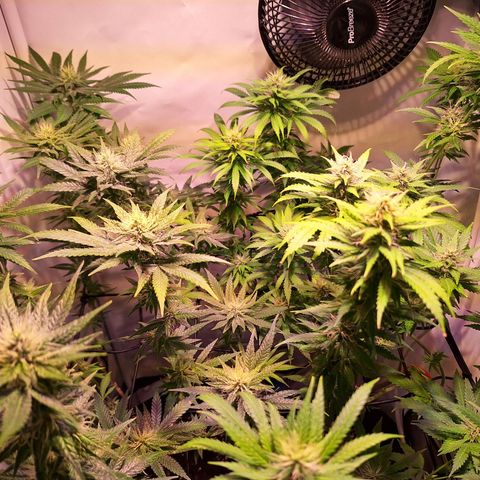 Californian Orange growlog timeline photo