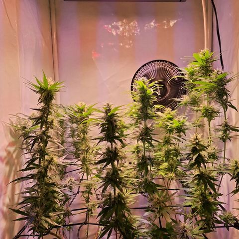 Californian Orange growlog timeline photo