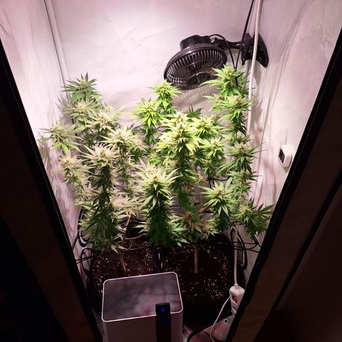 Californian Orange growlog timeline photo