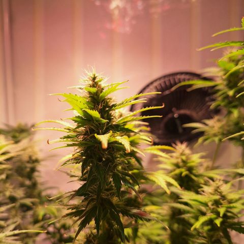 Californian Orange growlog timeline photo