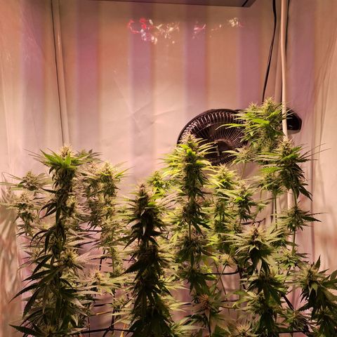 Californian Orange growlog timeline photo