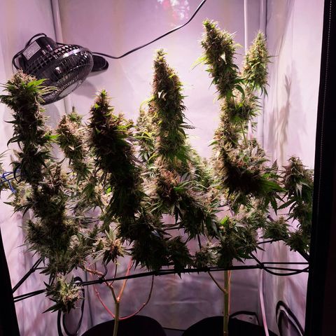 Californian Orange growlog timeline photo
