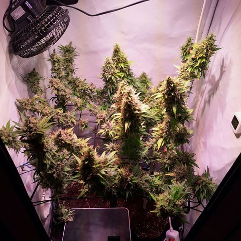 Californian Orange growlog timeline photo