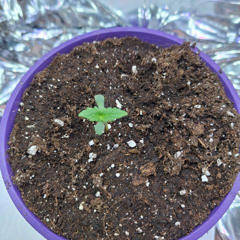 Auto Skywalker Haze growlog timeline photo